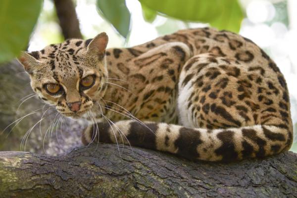Truede dyr i Veracruz - Ocelot (Leopardus pardalis)
