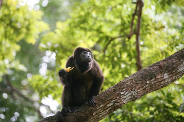 Truede dyr i Veracruz - Central American Spider Monkey (Ateles geoffroyi vellerosus)