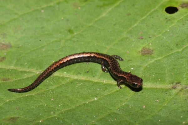 Truede dyr i Veracruz - Veracruz pygmy salamander (Thorius pennatulus)
