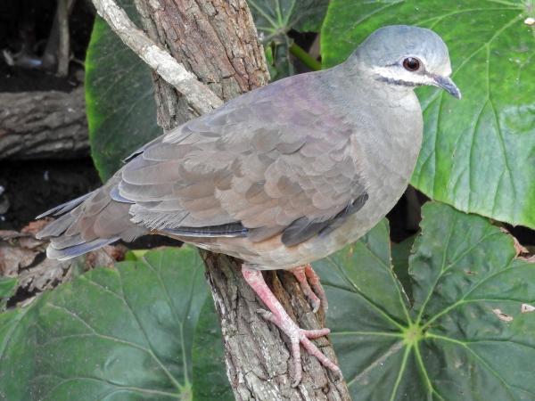 Dyr i fare for utryddelse i Veracruz - Tuxtla Partridge Pigeon (Zentrygon carrikeri)