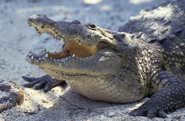 Truede dyr i Veracruz - Sumpkrokodille (Crocodylus moreletii)