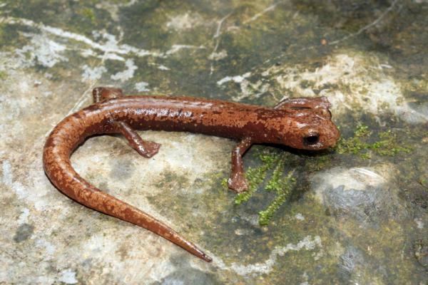Truede dyr i Veracruz - Coatzacoalcos sopptunge salamander (Bolitoglossa veracrucis)
