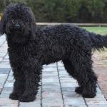 1630330414 997 Barbet eller fransk vannhund