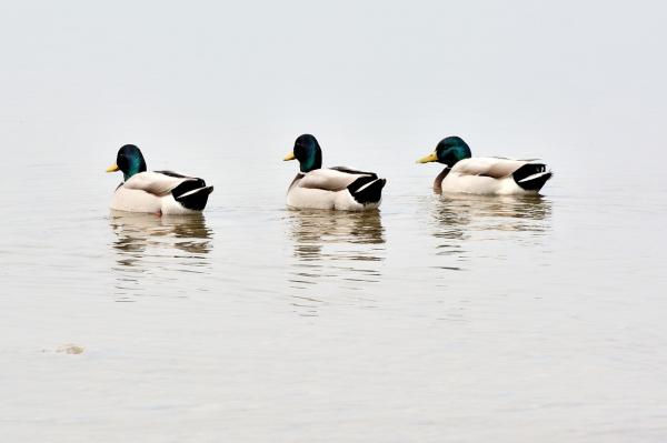 Anden som kjæledyr - Andens natur