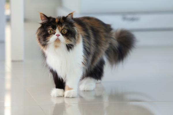 Typer persiske katter - 4. Tabby