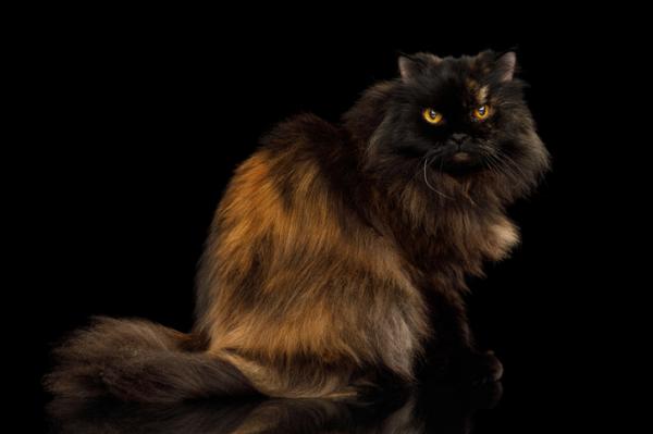 Typer persiske katter - 5. Particolor