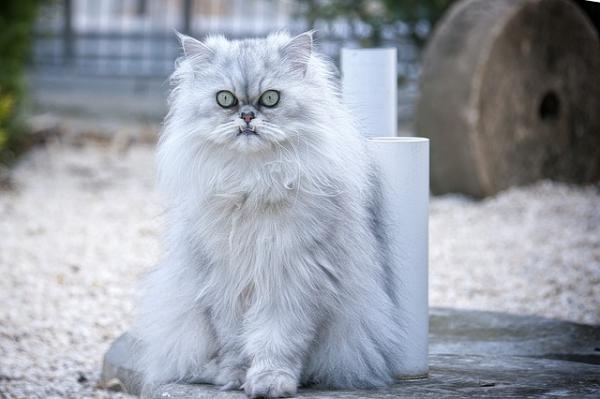 Typer persiske katter - 2. Sølv og gylden