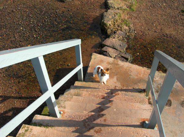 Min hund er redd for trapper - hvorfor er hunder redd for trapper?