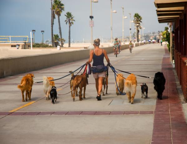 Å gå flere hunder samtidig - To grupper med hunder