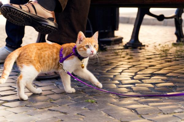 Kan jeg gå med katten min?  - Ulemper med å gå katten min