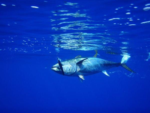 Dyr som er i fare for å bli utryddet i Spania - Bluefin tunfisk