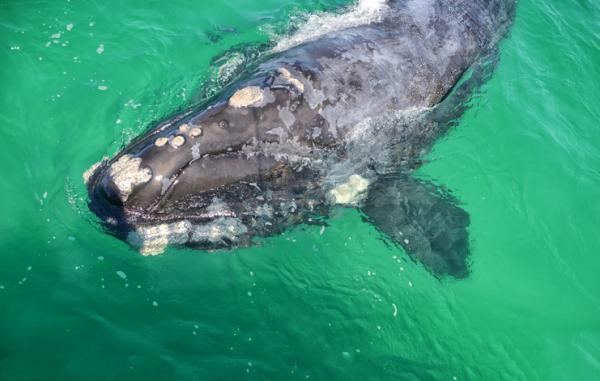 Dyr i fare for utryddelse i Spania - baskisk hval 