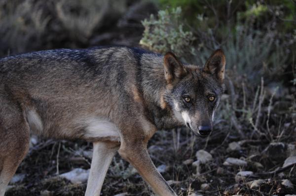 Dyr i fare for utryddelse i Spania - iberisk ulv
