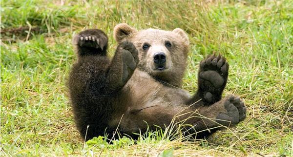 Dyr i fare for utryddelse i Spania - Brunbjørn