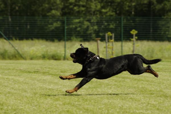 Rottweiler -trening - gåing og trening