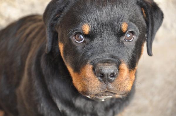 Rottweiler -opplæring - valp Rottweiler -utdanning