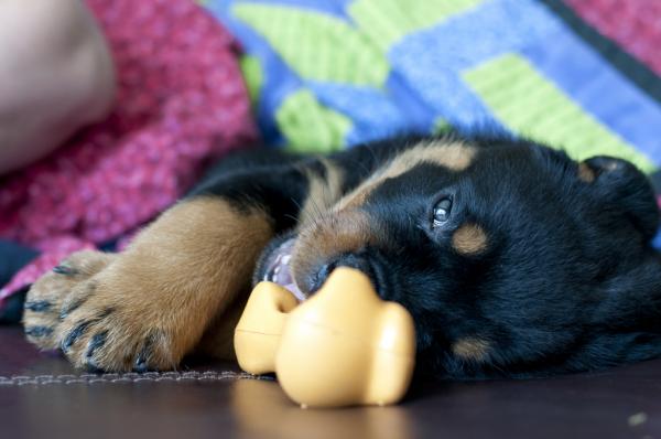 Rottweiler -trening - mental stimulering