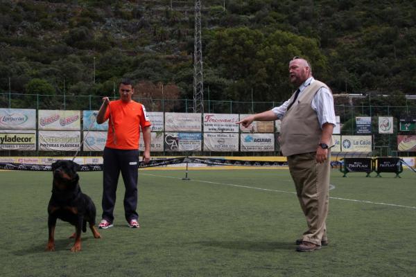 Rottweiler -trening - De første trinnene i treningen: Lydighet 