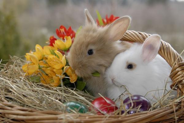 Alt om graviditet hos kaniner - Varighet, symptomer og omsorg - Fødsel og omsorg for kaniner