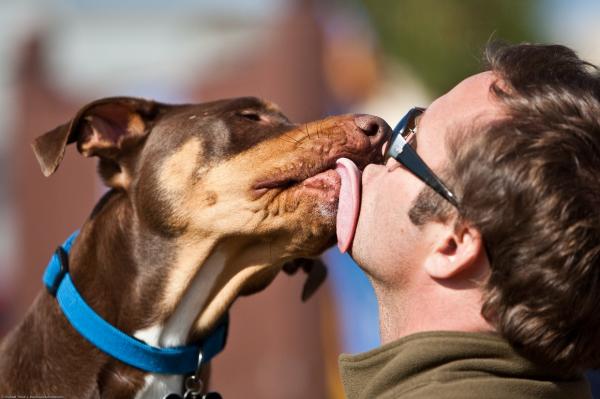 Hvorfor liker hunden min å slikke ørene mine?  - Hvorfor slikker hunden min munnen?