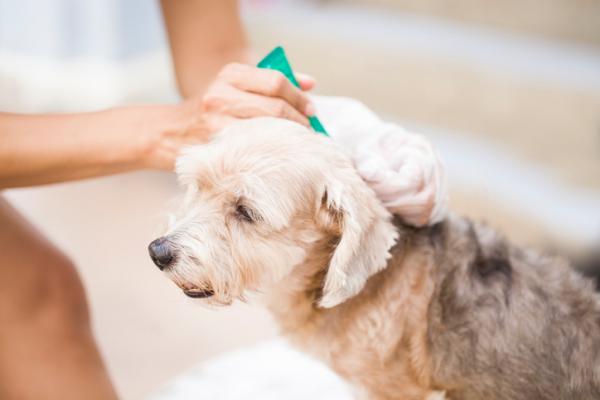 Bendelorm hos hunder - Symptomer og behandling - Behandling av båndmask hos hunder