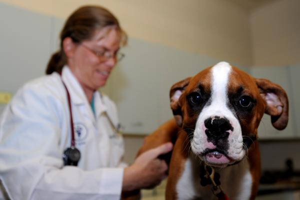 5 Symptomer på dårlig fordøyelse hos hunder - hovedfordøyelsesproblemer hos hunder