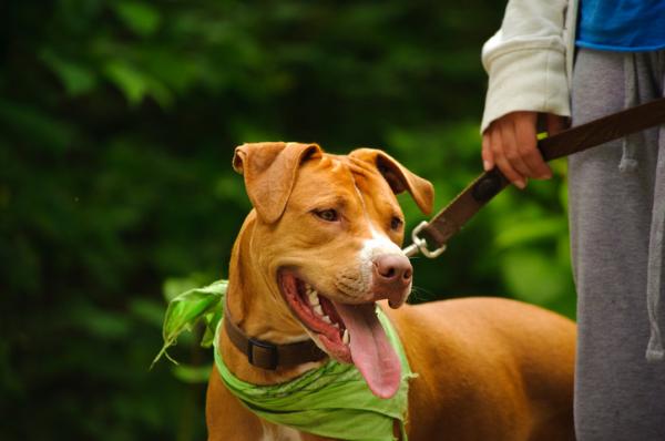 Pitbull hunderaser - Typer, navn og egenskaper - 1. Amerikansk Pit Bull Terrier