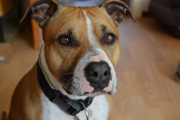 Pitbull hunderaser - Typer, navn og egenskaper - 3. American Staffordshire Terrier