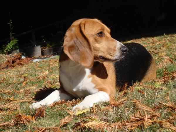 Triks for å trene en beagle - Positiv forsterkning i å lære beagle