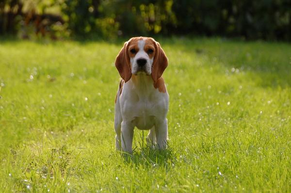 Triks for å trene en beagle - Beagleens temperament