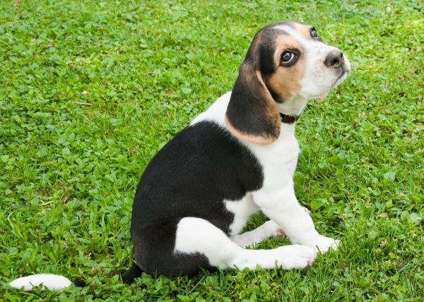 Triks for å trene en beagle - Lære beagle valpen