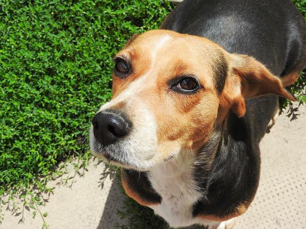 Triks for å trene en beagle - Hvordan trene en beagle