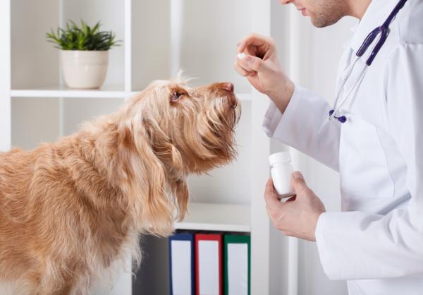 Ormetyper hos hunder - Symptomer og behandlinger - Behandling mot ormer hos hunder
