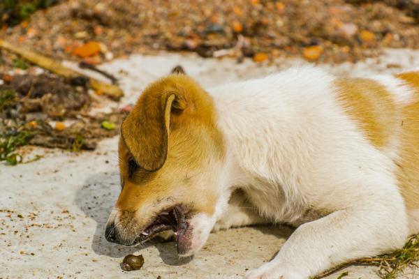 Typer ormer hos hunder - symptomer og behandlinger - lungeorm hos hunder