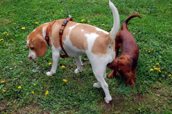 Varme hos hannhunder - Symptomer og hvor lenge det varer - Varmesesong hos hannhunder 