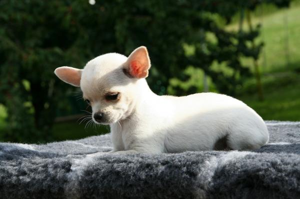 Typer Chihuahua - Kjennetegn på Chihuahua