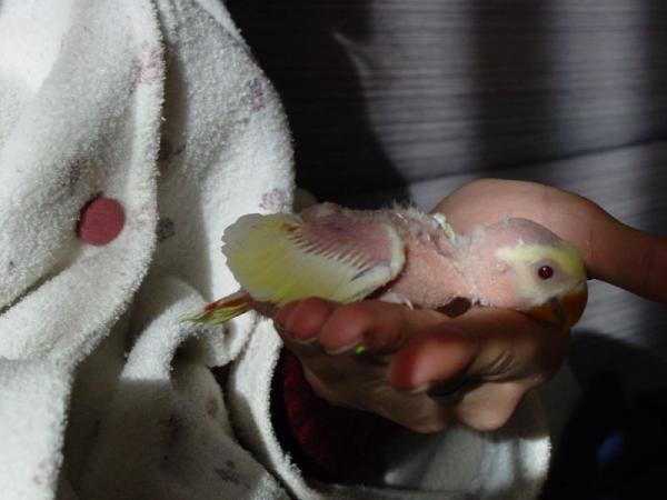 Lovebird avl - Chick vekst