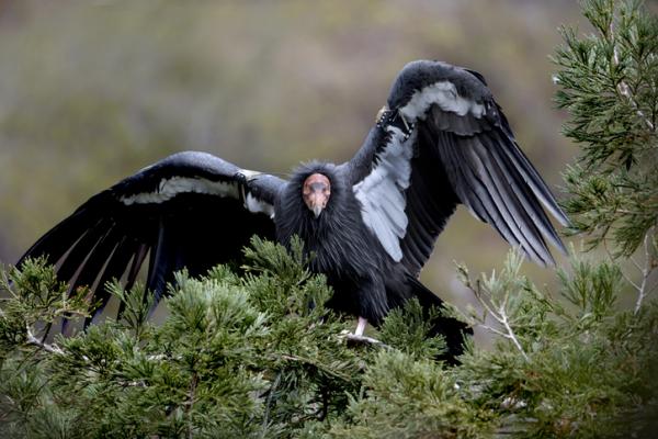 Fugler i fare for utryddelse i Mexico - Californian Condor (Gymnogyps californianus) 