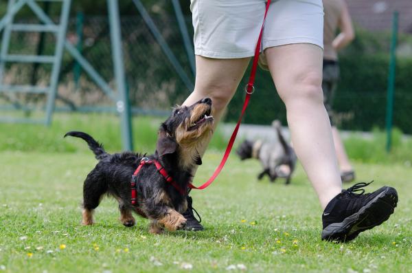 Hvordan trene en hund i 10 trinn - 9. Korte treningsøkter og på forskjellige steder