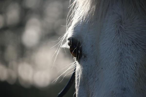 Kolikk i hester - symptomer og behandling - årsaker og forebygging av kolikk