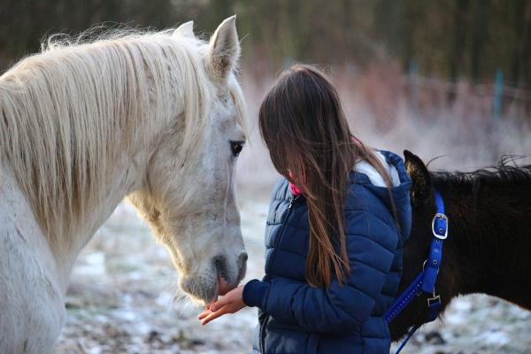 Kolikk hos hester - Symptomer og behandling - Hva skal jeg gjøre mens du venter på veterinæren?