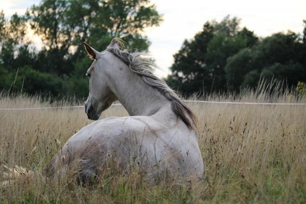 Kolikk hos hester - Symptomer og behandling - Symptomer på kolikk hos hester