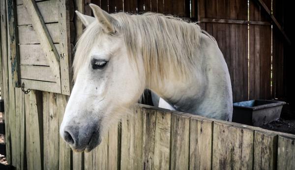 Kolikk hos hester - Symptomer og behandling - Behandling av kolikk hos hester