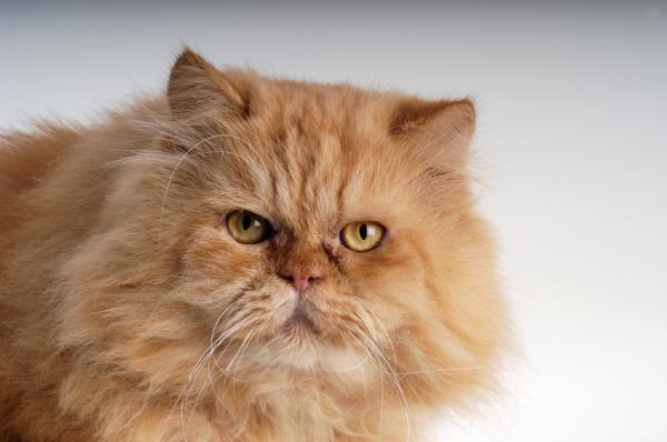 De vanligste sykdommene hos den persiske katten - polycystisk nyre