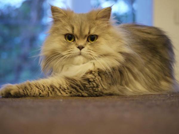 De vanligste sykdommene hos den persiske katten - respiratoriske problemer