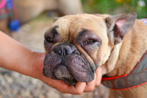Dexamethason hos hunder - dosering, bruk og bivirkninger - bruk av dexamethason hos hunder