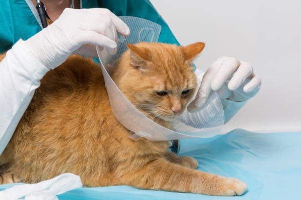 Sterilisering av katter - Priser, alder og omsorg - Sterilisering av katter: postoperativ
