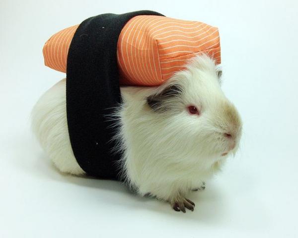 Marsvin kostymer - Sushi marsvin