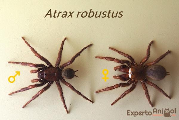 Hva er den mest giftige edderkoppen i verden?  - Hvordan identifisere en edderkopp i Sydney?