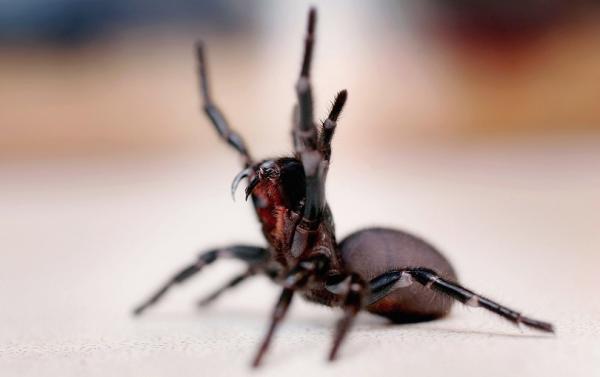 Hva er den mest giftige edderkoppen i verden?  - Den farligste edderkoppen i verden
